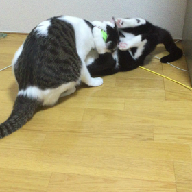 朝から喧嘩の画像