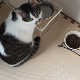 ぶしくんの協調性の画像