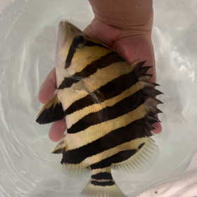 本日もご成約ありがとうございますの画像