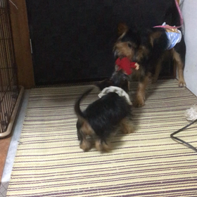 引っ張り合いの画像