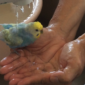 ぴぃさんの水浴びの画像