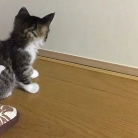 たびではありません(^w^)の画像