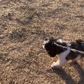 12月25日12わんこと2時間遠足　代々木公園表参道の画像