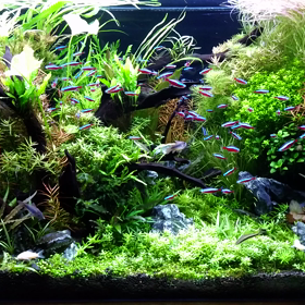 時を忘れるネイチャーアクアリウム90 水槽 千田義洋のアクアリウムの時間