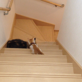 猫パンチー！の画像