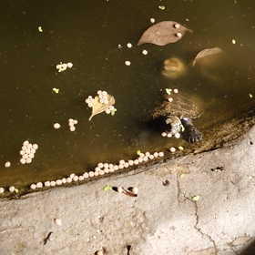 今年孵化したゼニガメの画像