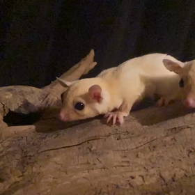 フクロモモンガ　Baby's⭐️の画像