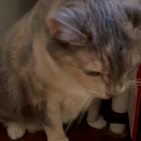 おはようございますの画像