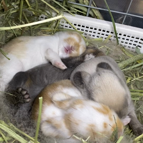 ベビーの寝言が聞こえてきそう…の画像