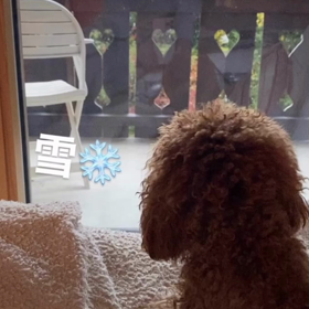 宇野樹君インスタストーリーより　雪の画像