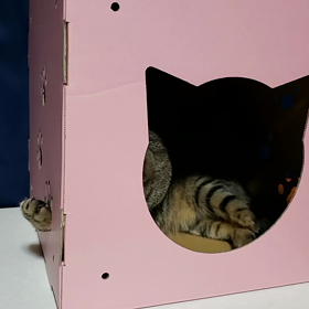 あくしゅ♪の画像