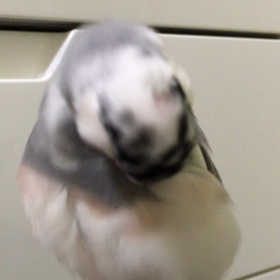 カイカイの画像