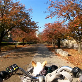 大阪城公園 #大阪城の画像