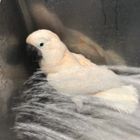 シャワーの画像