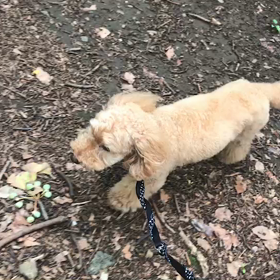 ♪お散歩動画♪代々木公園♪の画像