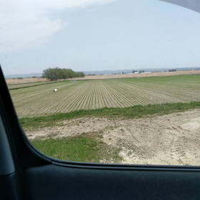野良タンチョウヅルの画像