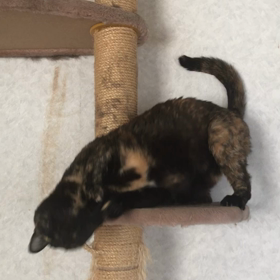 クネクネ　マロンの画像