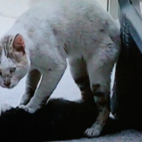 全創造物に神は自然の情愛を与えていたはず"の画像