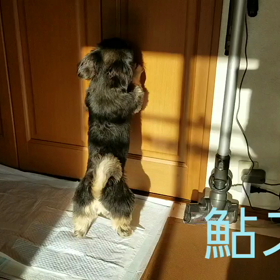 うんちんぐすたいる兄妹編の画像