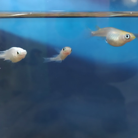 メダカのがっこうの画像