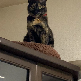 じーっとみないでwwの画像