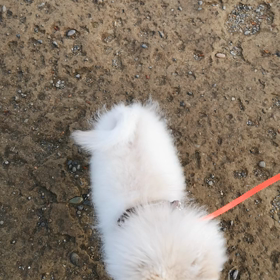 テクテクお散歩デビューの画像