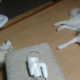 これを"大曲名物ハスキー合唱団"と言ってくれるご近所さんの心の広さ。の画像