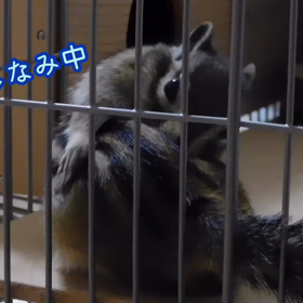 ジドジト(๑ó﹏ò๑)の画像