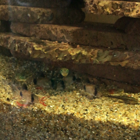 アベニー&オトシン水槽に仲間入りしたコ達♪の画像