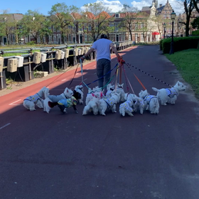 犬使いのスペシャリストの画像