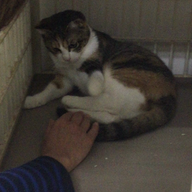 おっかなびっくりの動くきこちゃんの画像