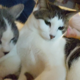 保護猫・コスモス♀の変化の画像