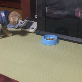 前足で！！の画像