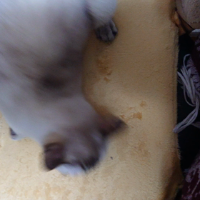 我が家のネコさんズ363②の画像