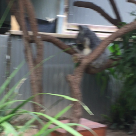 キュランダ村②。の画像