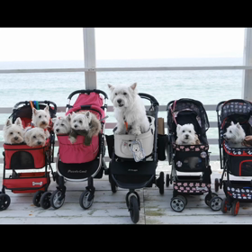 糸島食堂の画像