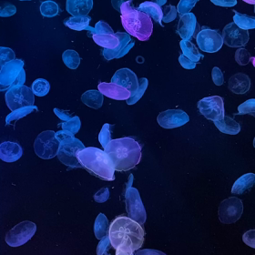 生き物って興味が尽きない。安孫子宏輔の画像