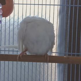 また鳥の画像