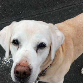 よもぎの今朝の画像