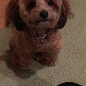 芸達者なハナの画像