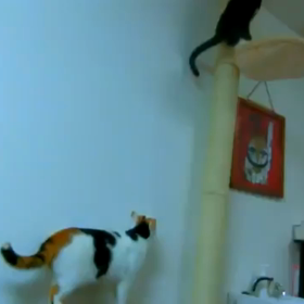 2017年11月３日　ねこごこちの画像