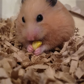 今日は、きなこちゃんの画像