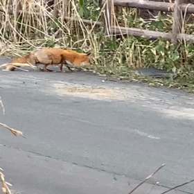 キタキツネさん私、失敗しないので！の画像