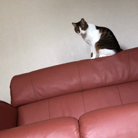 涼しい朝に早く起きろと…の画像