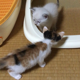 子猫の画像