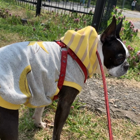 散歩の続きの画像