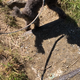 癒やしの海へむーちゃんと散歩の画像