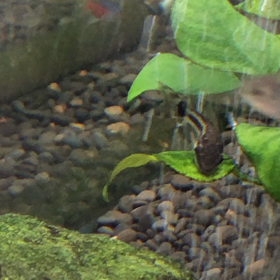 水槽のお掃除屋さんの画像