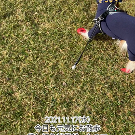 今日も元気にお散歩の画像