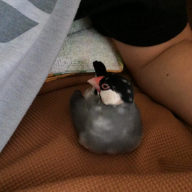 ぽんたんの画像